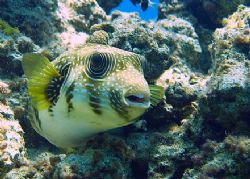 Taken in Sharksbay with Olympus SP350. by Anel Van Veelen 